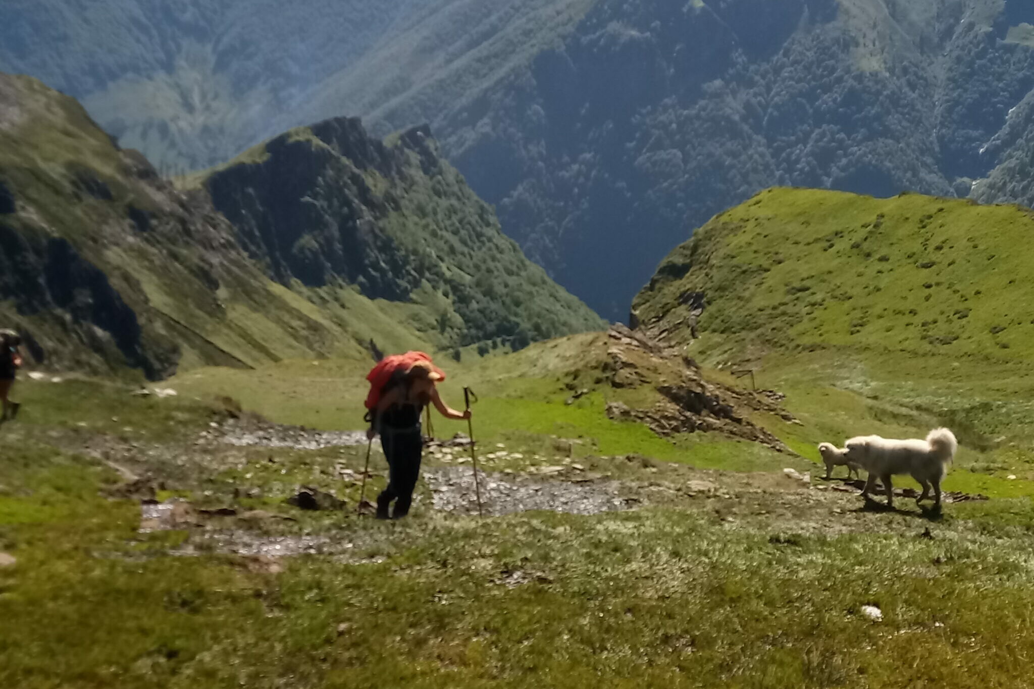 Hiker looking towards a large white dog of the Patou breed, who is calmly walking towards her. Green hills in the background.